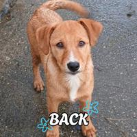 Back cucciolo futura taglia media