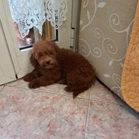 Barboncino cucciolo toy red con pedigree