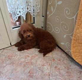 Barboncino cucciolo red con pedigree