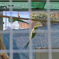 Coppia parrocchetti dal collare