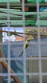 Coppia parrocchetti dal collare