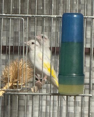 Cardellini mayor