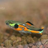 Poecilia Wingei Endler Double Red Stripe puri