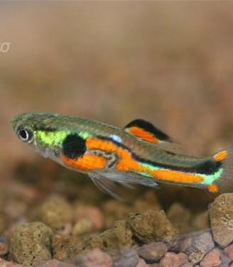 Poecilia Wingei Endler Double Red Stripe puri