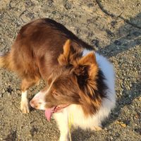 Border collie