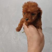 Cucciola di barboncino TK