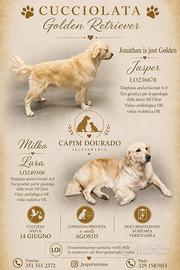 Cuccioli Golden Retriever