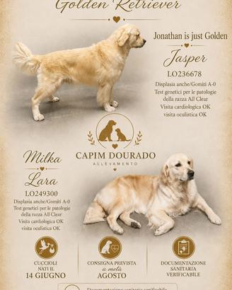 Cuccioli Golden Retriever