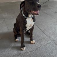 Amstaff 5 mesi