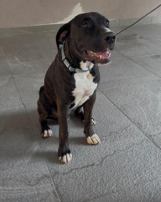 Amstaff 5 mesi