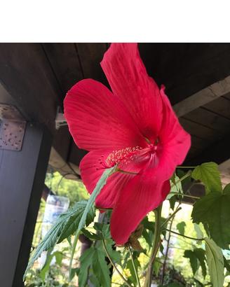 Ibisco rosso