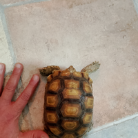 Tartaruga sulcata