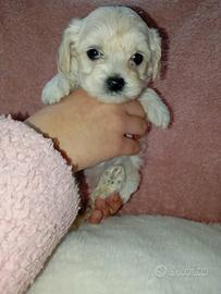 Maltipoo femminuccia