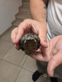Tartarughe Graptemys