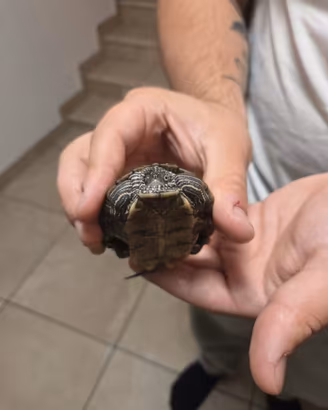 Tartarughe Graptemys