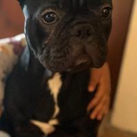 Splendido bulldog francese cucciolo