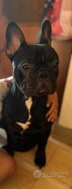 Splendido bulldog francese cucciolo