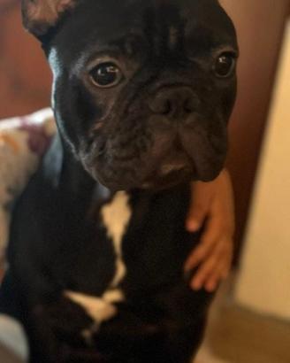 Splendido bulldog francese cucciolo