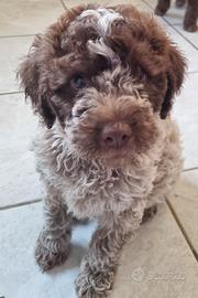 Cuccioli di Lagotto Romagnolo