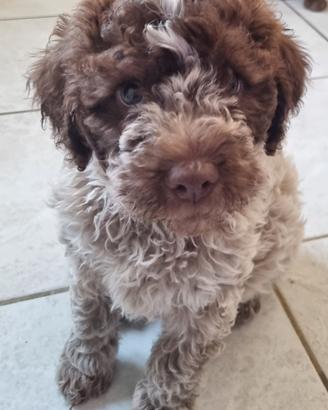 Cuccioli di Lagotto Romagnolo