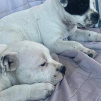 Staffordshire bull terrier