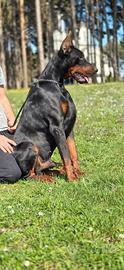 Dobermann selezionati
