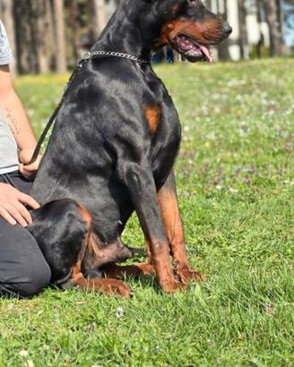 Dobermann selezionati