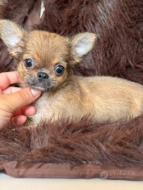 Chihuahua femmina taglia piccola