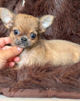 Chihuahua femmina taglia piccola
