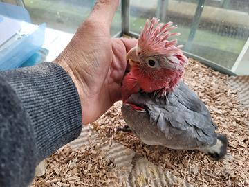 Pappagalli Cacatua Rosecapilla DA IMBECCO