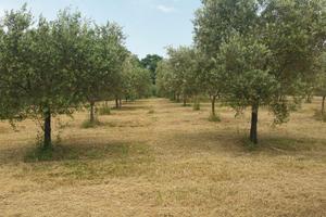 ULIVETO, VIGNETO, SEMINATIVO, POZZO ACQUA 15 mc