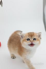 Gattini British shorthair GOLDEN