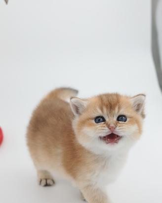 Gattini British shorthair GOLDEN