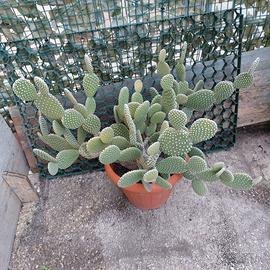 Pianta grassa (succulenta)