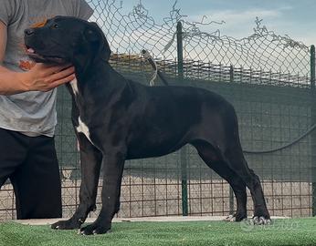 Cucciole cane corso con pedigree
