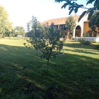 Alberi da frutto