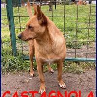 CASTAGNOLA simil pinsherina 2 anni 10 kg