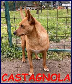 CASTAGNOLA simil pinsherina 2 anni 10 kg