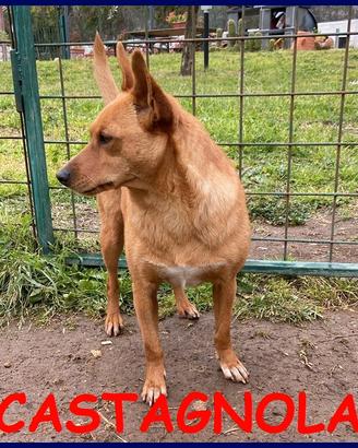 CASTAGNOLA simil pinsherina 2 anni 10 kg