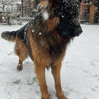 Pastore Tedesco Per Accoppiamento