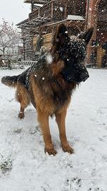 Pastore Tedesco Per Accoppiamento