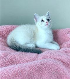 Gattini siamesi tabby point