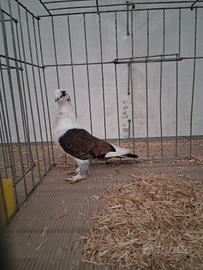 Cravattato orientale