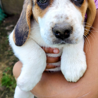 Beagle cuccioli