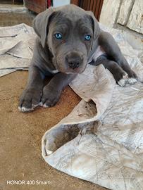 Cane corso