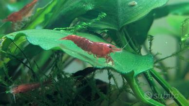 Caridine BloodyMary  red shrimp 