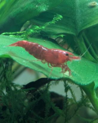 Caridine BloodyMary  red shrimp 