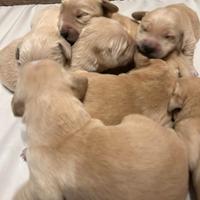 Cuccioli Golden Retriever Varese