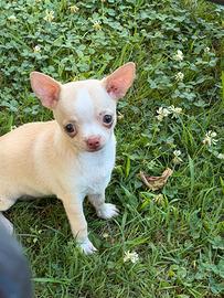 Cucciola di Chihuahua Toy