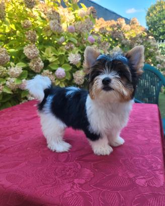 Yorkshire biewer terrier
